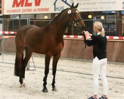 horse Ivodena (KWPN (Royal Dutch Sporthorse), 2013, from Davino V.O.D.)