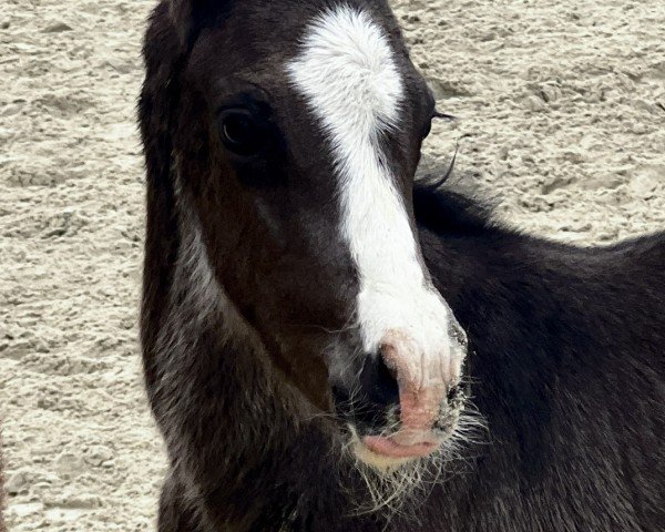 foal by Schultze‘s Der Pate (German Riding Pony, 2025, from Den Haag PP)