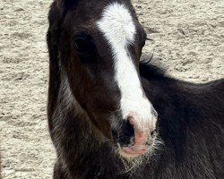 foal by Schultze‘s Der Pate (German Riding Pony, 2025, from Den Haag PP)