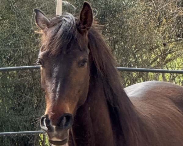 dressage horse Jovian‘s Dreamboy (Oldenburg, 2020, from Jovian)