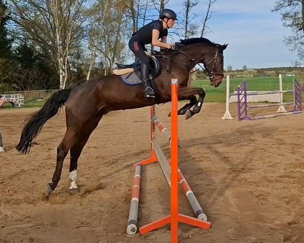 jumper Labrasko (German Sport Horse, 2008, from Lafitte)