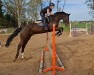 jumper Labrasko (German Sport Horse, 2008, from Lafitte)