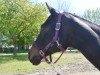 Springpferd Annabell 482 (Deutsches Sportpferd, 2007, von Abanos)