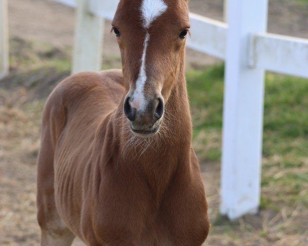 Fohlen von Camar Qathmandu (Trakehner, 2025, von Camar Bahrain)