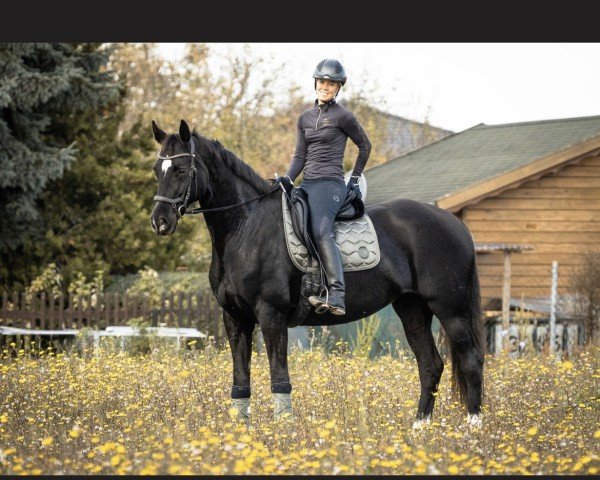 dressage horse Dream of Life 8 (Hanoverian, 2014, from Dante Weltino Old)