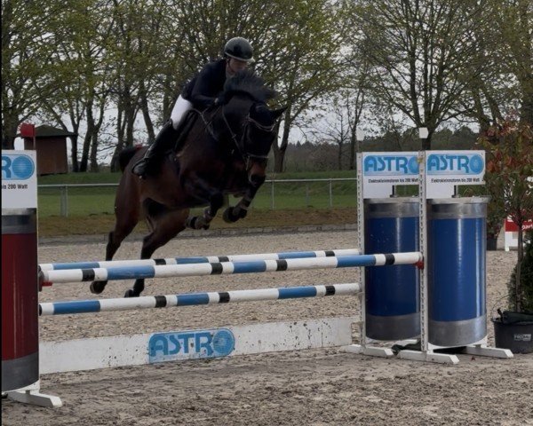 jumper Carlotta-Ann (Hanoverian, 2019, from Conthargos)
