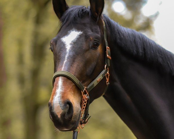 dressage horse Thor (Oldenburg, 2021, from Total Hope OLD)