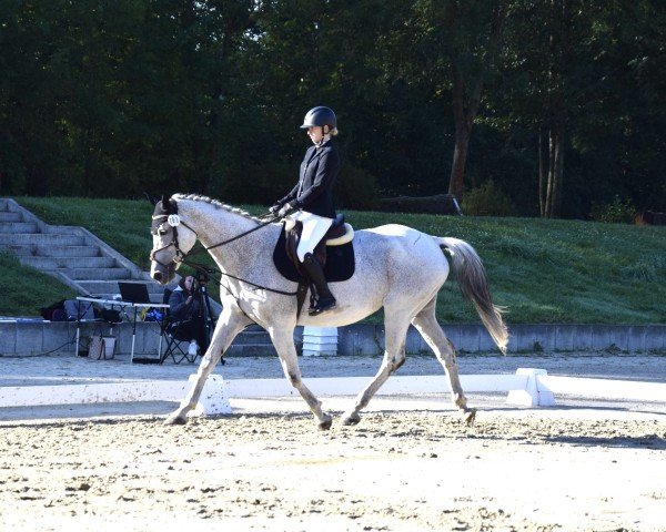 Zuchtstute Halla (Deutsches Sportpferd, 2007, von Ciacomini)