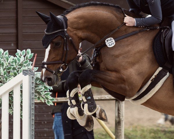 jumper Frauenschwarm B (Oldenburg, 2014, from Fairbanks)