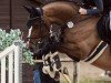 Springpferd Frauenschwarm B (Oldenburger, 2014, von Fairbanks)