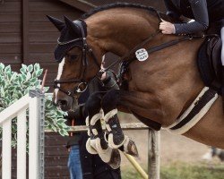 Springpferd Frauenschwarm B (Oldenburger, 2014, von Fairbanks)