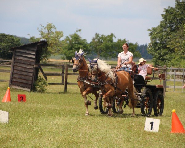 broodmare Naomi 479 (Edelbluthaflinger, 2016, from Nantano (12,5% ox))