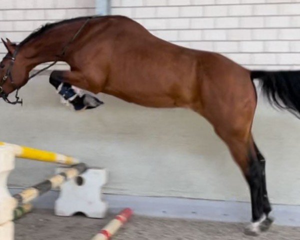 Springpferd Trust in Trouble (Hannoveraner, 2019, von Toys)