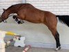 jumper Trust in Trouble (Hanoverian, 2019, from Toys)