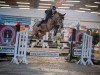 jumper D'Amichi- H Z (Zangersheide riding horse, 2019, from D'Aganix 2000 Z)