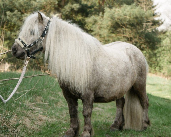 broodmare Curly von der Wartal (Shetland pony (under 87 cm), 2014, from Paradox a.d.Westerwald)