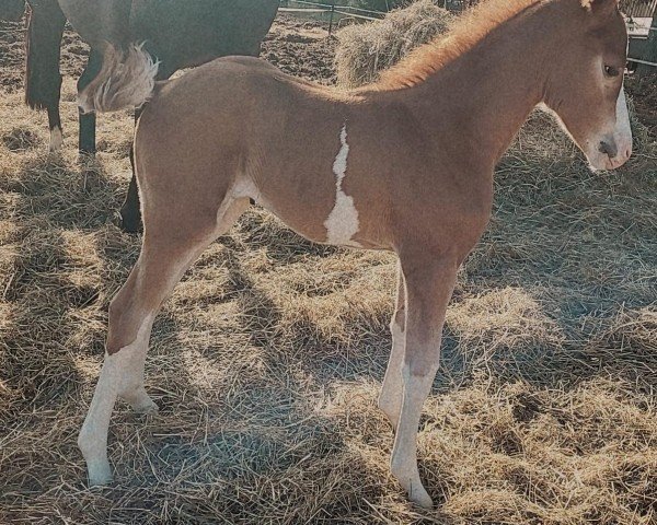 foal by Stute von Hotim (Vjas) (Trakehner, 2025, from Hotim)