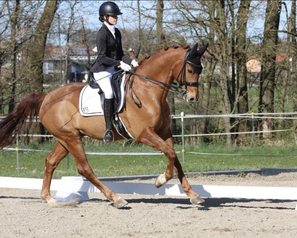 dressage horse Barny 83 (Hanoverian, 2017, from Belissimo NRW)