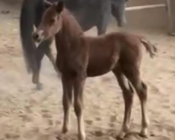 foal by Stute von Hotim ( a. Violette) (Trakehner, 2025, from Hotim)