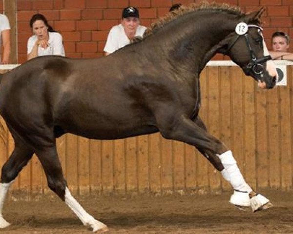 stallion Best of G (German Riding Pony, 2010, from Best Boy)