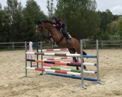 jumper Fahra 35 (German Sport Horse, 2010, from Freshman)