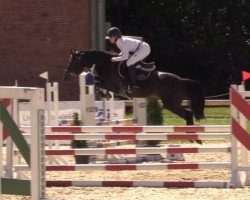 Springpferd Eiderdiek's Charmeur (Deutsches Reitpony, 2016, von Koetsiershoeve Cream on Top)