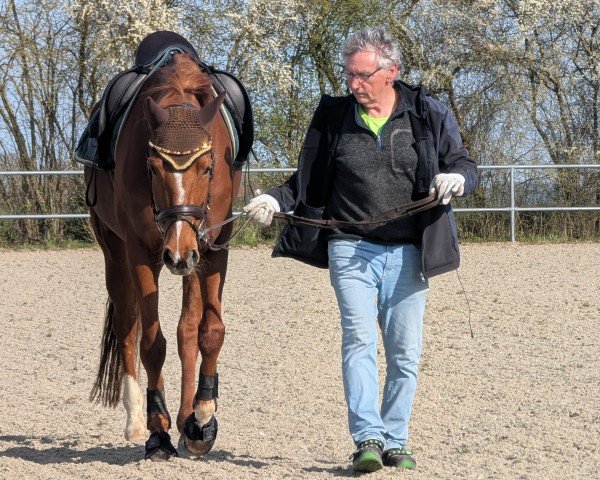 dressage horse La Felice HH (Hanoverian, 2018, from Londontime)