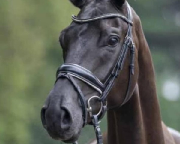 jumper Fandango 280 (Hanoverian, 2015, from Finest)