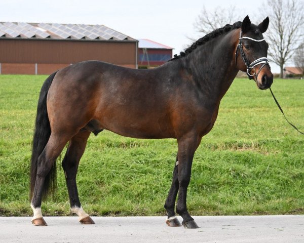 stallion Dark l'Amour G (German Riding Pony, 2016, from Dark Dornik)
