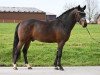 stallion Dark l'Amour G (German Riding Pony, 2016, from Dark Dornik)