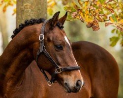 dressage horse King-Diamond (KWPN (Royal Dutch Sporthorse), 2015, from Desperado)