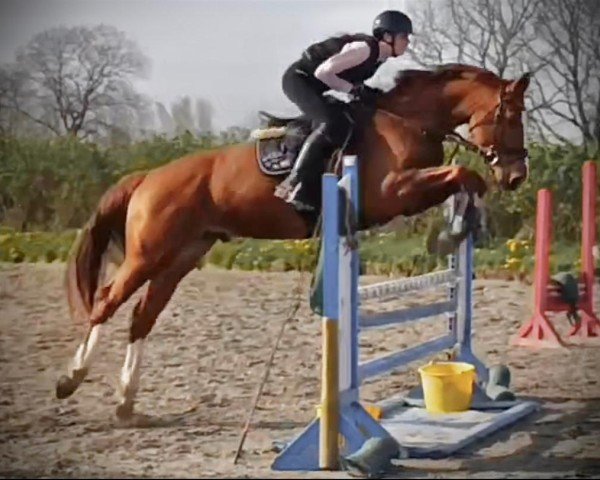 Springpferd Dickinson (Holsteiner, 2020, von Del 'Arko d'Henvet)