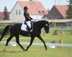 dressage horse Herzallerliebst 2 (Hannoveraner, 2012, from Heinrich Heine)