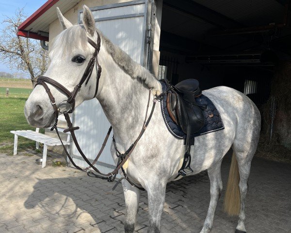 jumper Aramea (German Sport Horse, 2020, from For Treasure VDL)