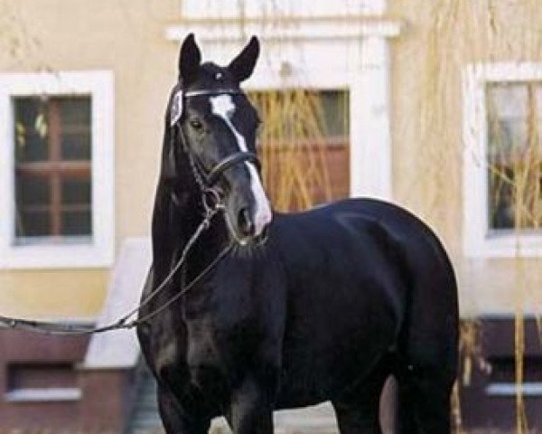 stallion Danzas (Oldenburg, 2001, from De Niro)