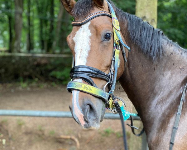 jumper Hupen' Chinstar (Oldenburg show jumper, 2017, from Chin Chin's Erbe)