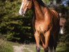 jumper Cordess du Rouet (Oldenburg show jumper, 2016, from Cordess 2)