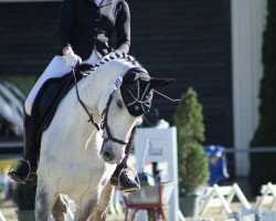 dressage horse Jupiter's Fiasco (Polish Warmblood, 2008, from Skaner-A)