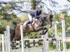 jumper Pina Colada 228 (Little German Riding Horse, 2015, from Halifax)