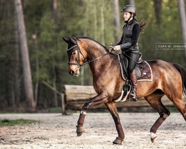 dressage horse Quatro Lady (German Sport Horse, 2014, from Quateron)