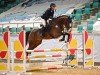 jumper Carlson H 3 (Holsteiner, 2019, from Cascadello)