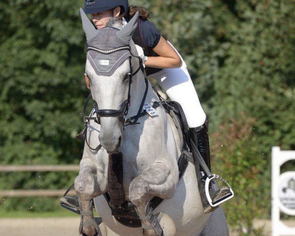 Dressurpferd Havanna de Luxe (Trakehner, 2018, von Magistral AA)