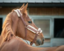 jumper Diamir du Vent CH (Swiss Warmblood, 2016, from Diamant de Semilly)