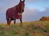 Springpferd Jakarta du Tertre (Selle Français, 2019, von Candy de Nantuel)