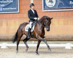 dressage horse Mascara 20 (Westphalian, 2015, from E.H. Millennium)