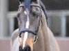 jumper Inside Out Z (Zangersheide riding horse, 2020, from Ipsthar)