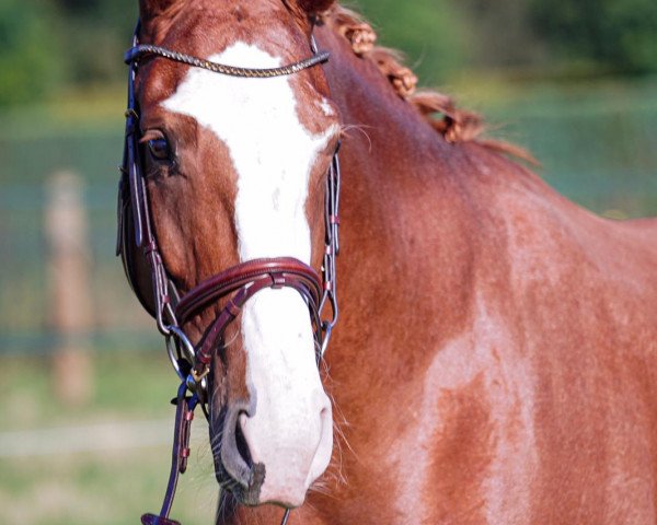 broodmare Stute von Danciano / Baroncelli (Oldenburg, 2016, from Danciano)