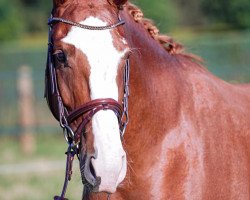 broodmare Stute von Danciano / Baroncelli (Oldenburg, 2016, from Danciano)