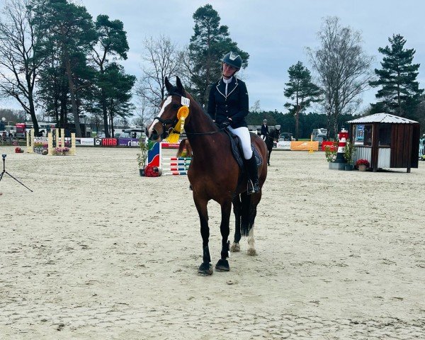 jumper Monte Bella 3 (German Sport Horse, 2009, from Monte Bellini)