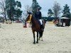 jumper Monte Bella 3 (German Sport Horse, 2009, from Monte Bellini)